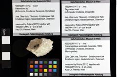 Foto (Objket + Etiketten) von Decapoda indet. 